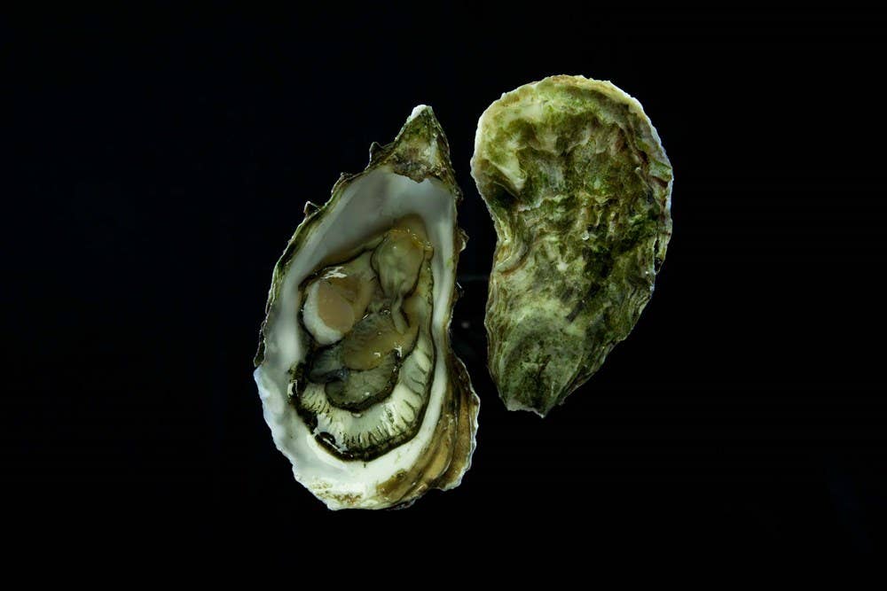 Oysters: A Celebration in the Raw: Hardcover