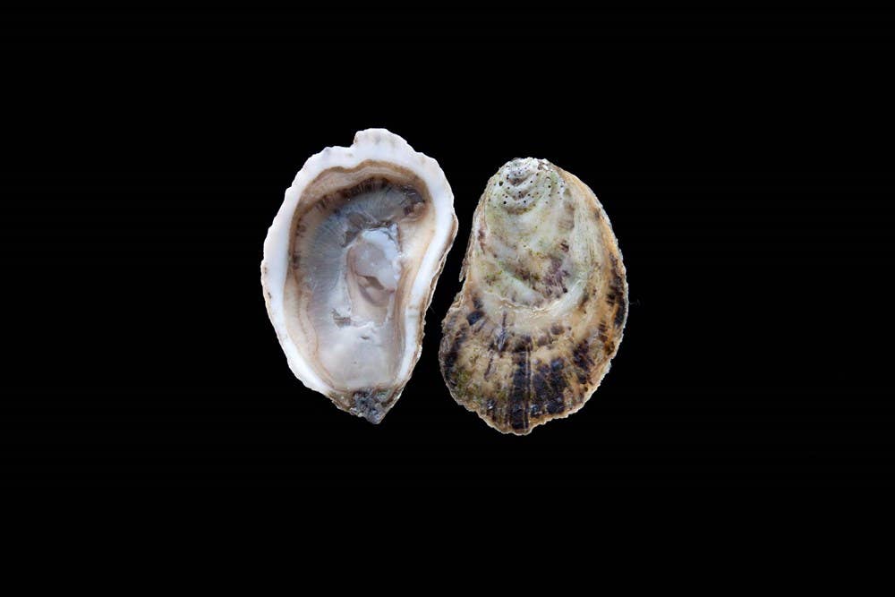 Oysters: A Celebration in the Raw: Hardcover