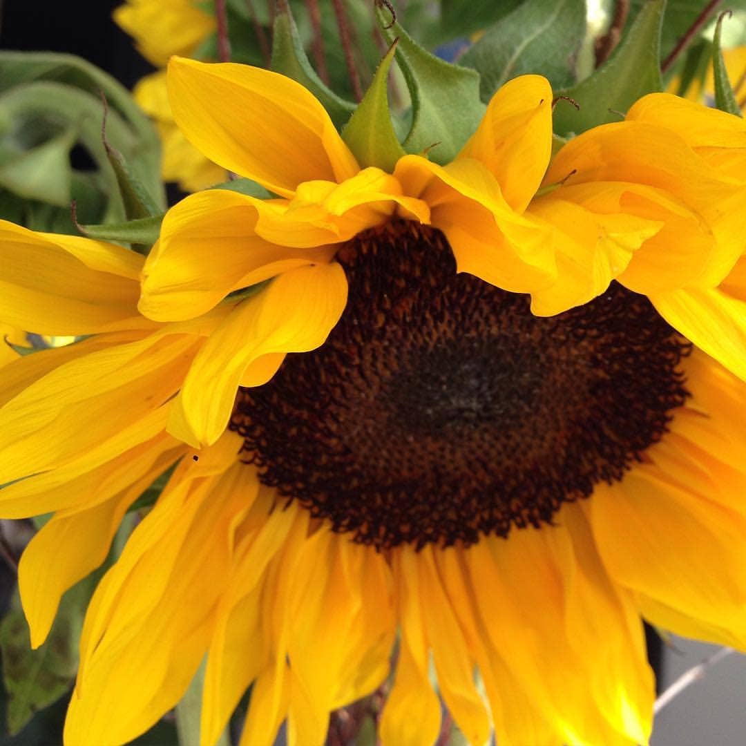 Garden in a Bag | Sunflower | Flower lover | Best Seller