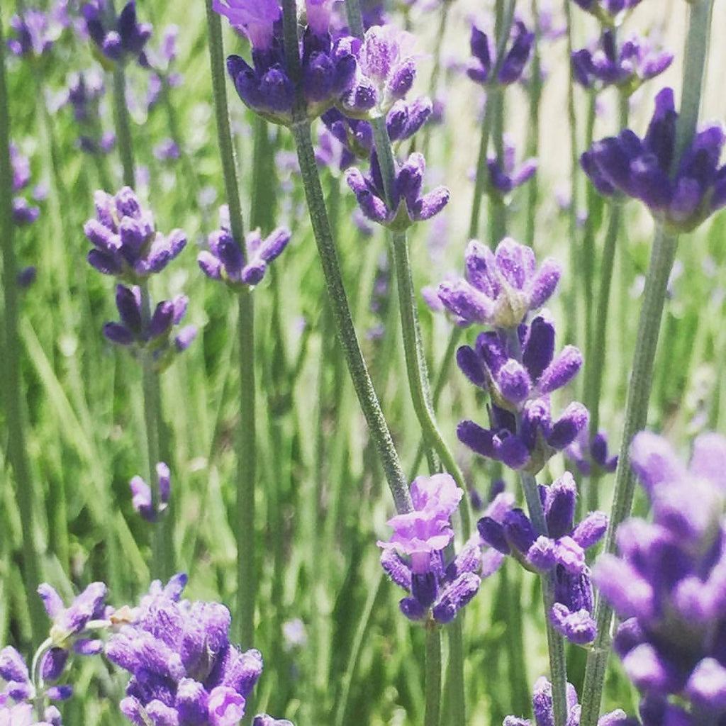 Garden Sprinkles | Lavender | Best Seller