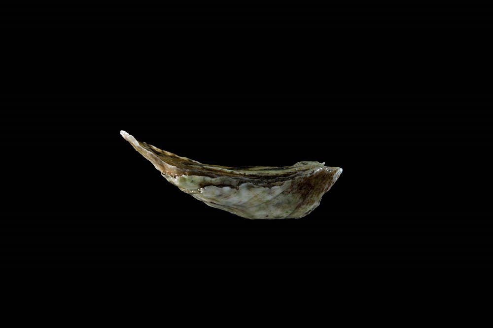 Oysters: A Celebration in the Raw: Hardcover