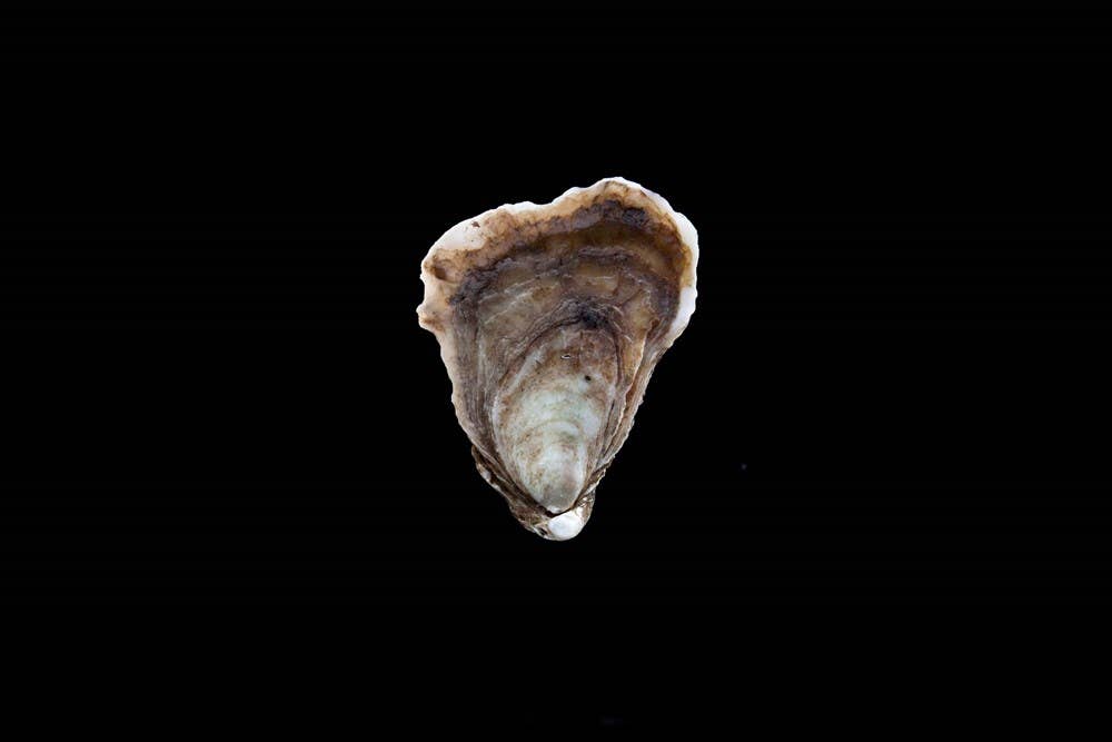 Oysters: A Celebration in the Raw: Hardcover